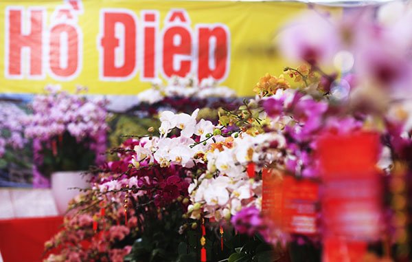 can-canh-vuon-phat-thu-tien-ty-o-ha-noi-phuc-vu-tet-ky-hoi-2019