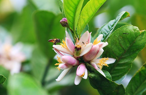 can-canh-vuon-phat-thu-tien-ty-o-ha-noi-phuc-vu-tet-ky-hoi-2019