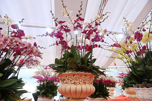 can-canh-vuon-phat-thu-tien-ty-o-ha-noi-phuc-vu-tet-ky-hoi-2019