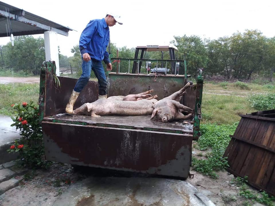 hang-tram-con-lon-o-thua-thien-hue-bi-lo-mom-long-mong