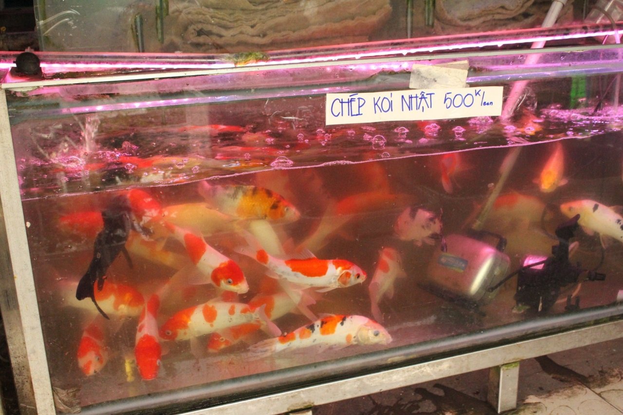 ca-chep-ngoai-gia-nua-trieu-cho-nha-giau-dua-ong-tao-chau-troi