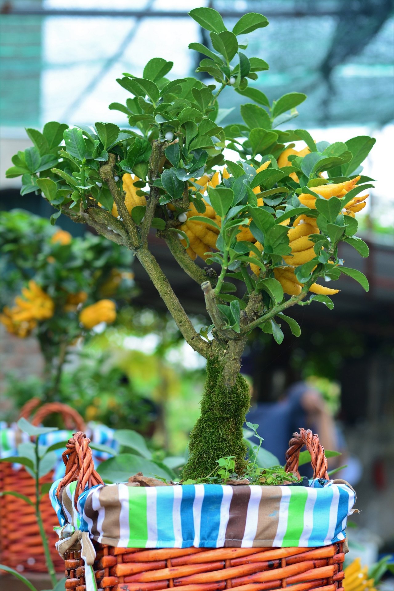 gan-tet-phat-thu-bonsai-gia-bac-trieu-hut-khach