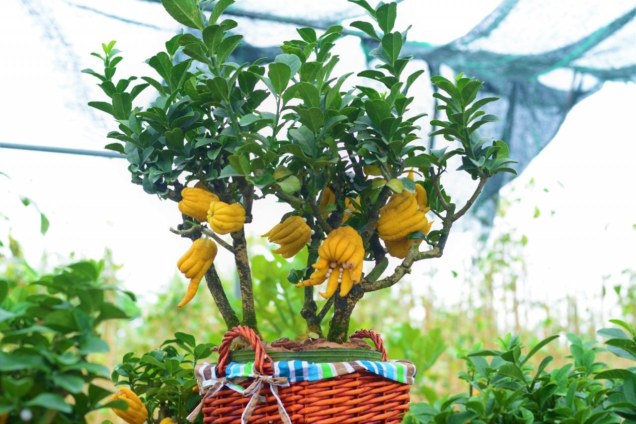gan-tet-phat-thu-bonsai-gia-bac-trieu-hut-khach