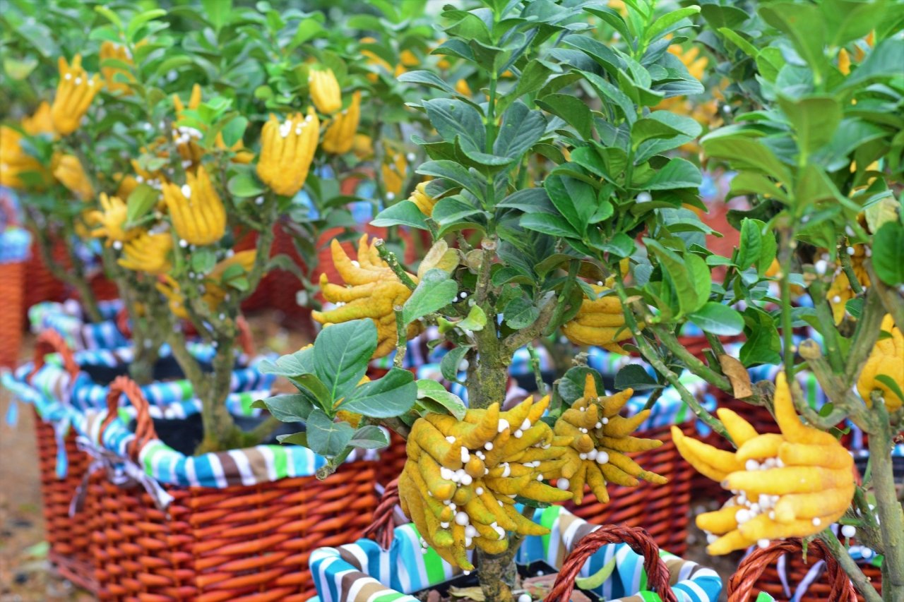 gan-tet-phat-thu-bonsai-gia-bac-trieu-hut-khach