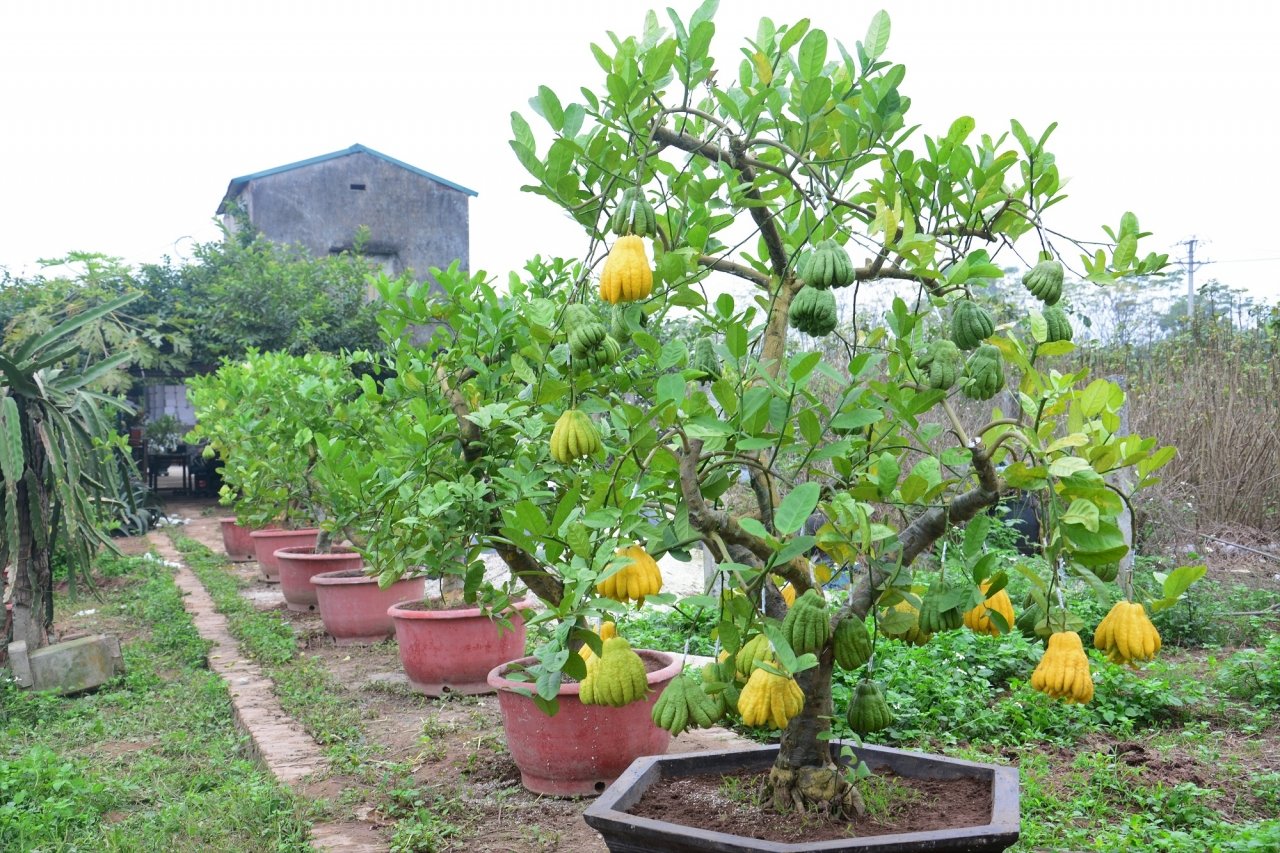 gan-tet-phat-thu-bonsai-gia-bac-trieu-hut-khach