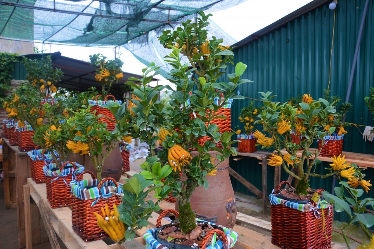 gan-tet-phat-thu-bonsai-gia-bac-trieu-hut-khach