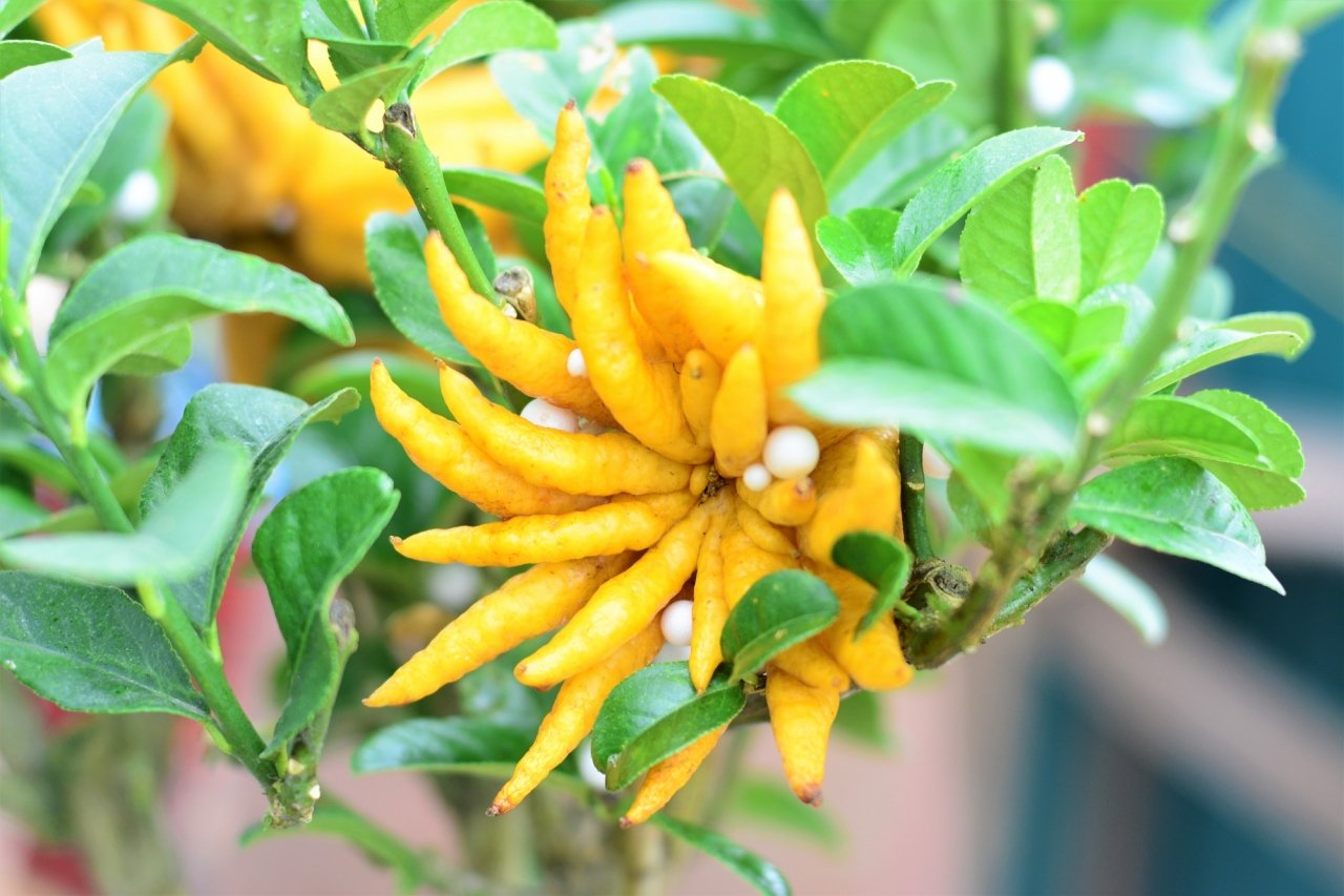 gan-tet-phat-thu-bonsai-gia-bac-trieu-hut-khach