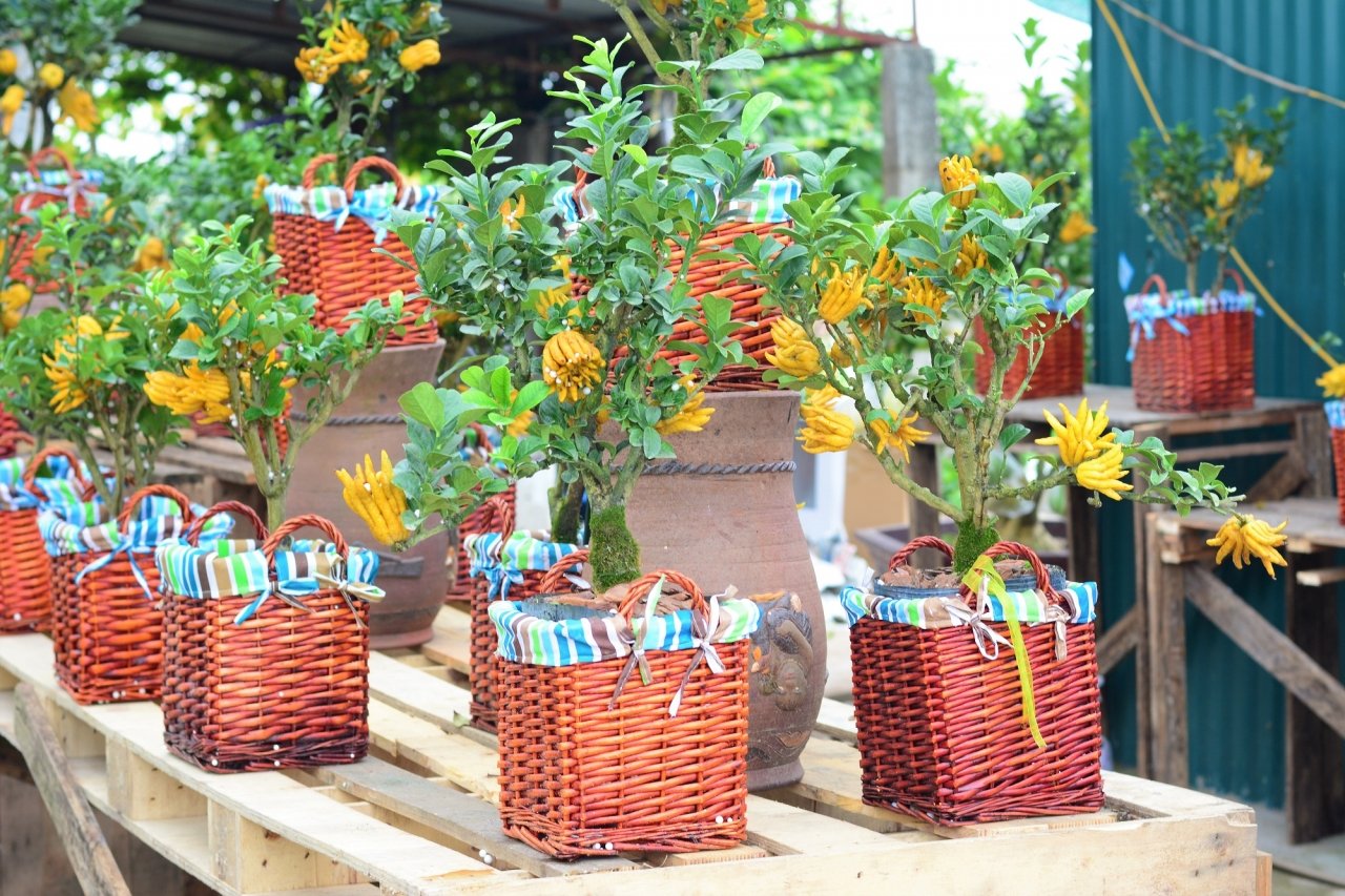 gan-tet-phat-thu-bonsai-gia-bac-trieu-hut-khach