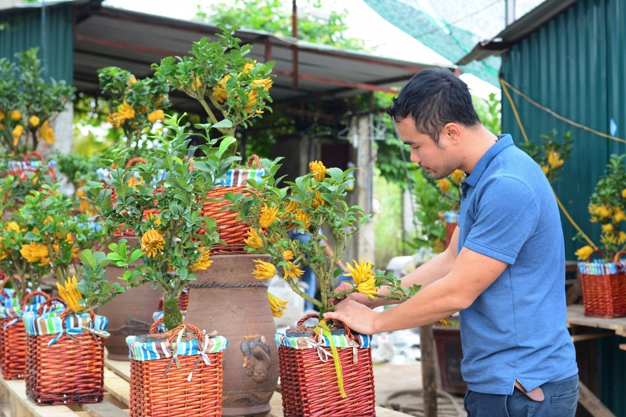 gan-tet-phat-thu-bonsai-gia-bac-trieu-hut-khach