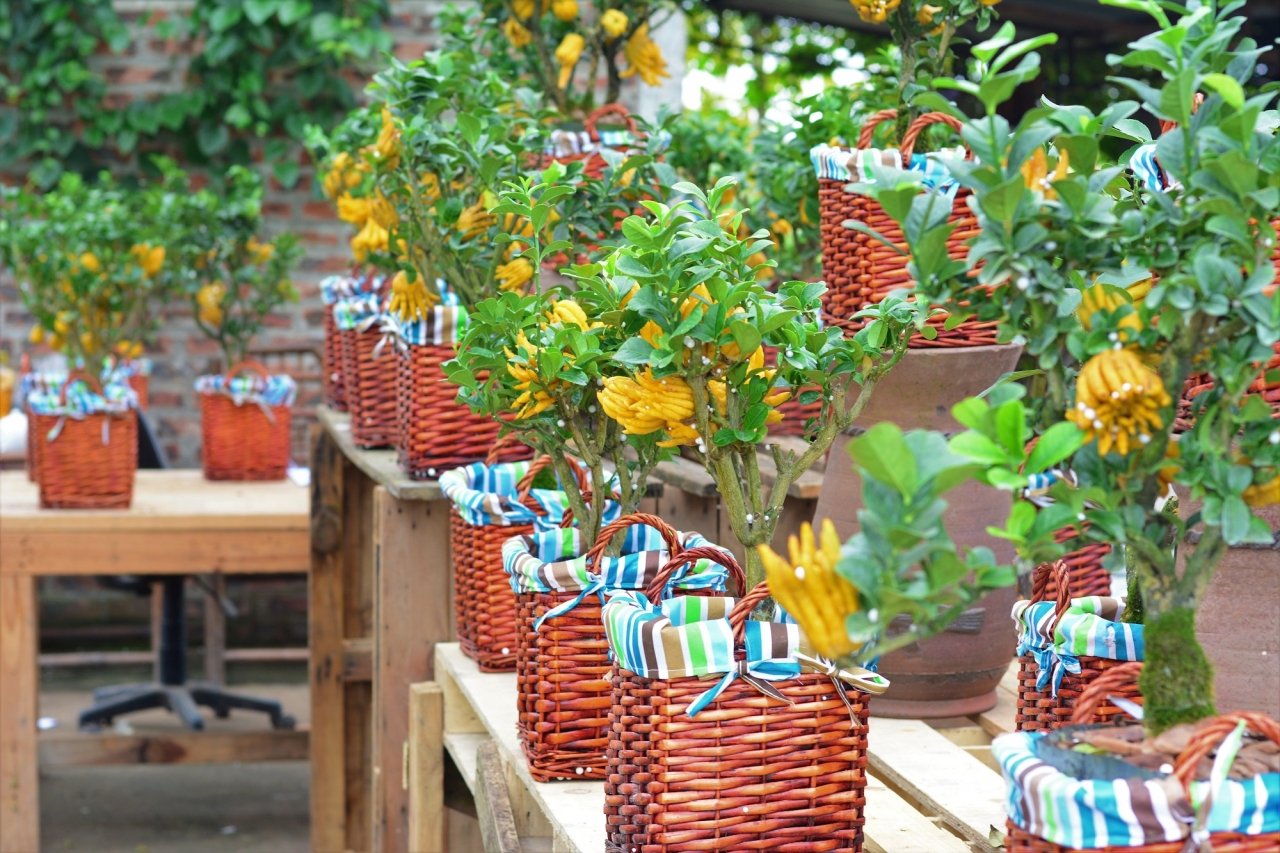 gan-tet-phat-thu-bonsai-gia-bac-trieu-hut-khach