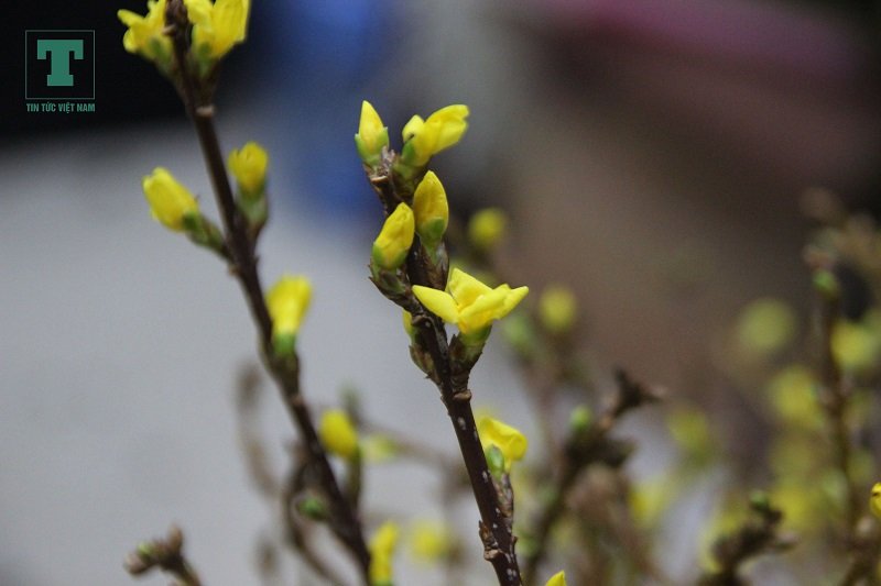 thu-choi-hoa-mai-my-tien-trieu-dip-tet-ky-hoi-2019