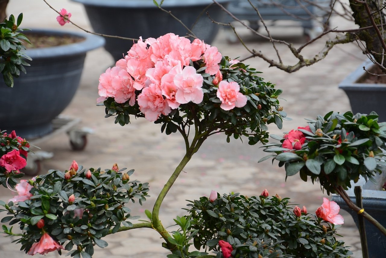 do-quyen-bonsai-nhap-tu-trung-quoc-gia-hon-1-trieu-hut-khach