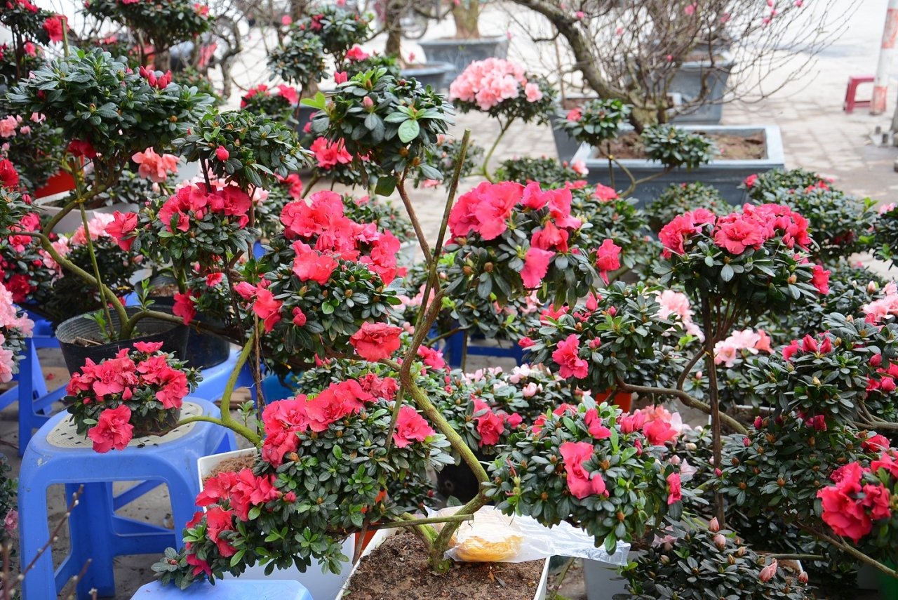 do-quyen-bonsai-nhap-tu-trung-quoc-gia-hon-1-trieu-hut-khach