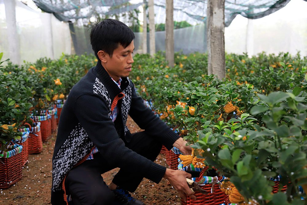 la-ky-ban-tay-phat-tren-chau-cay-mini-anh-nong-dan-thu-tien-ty