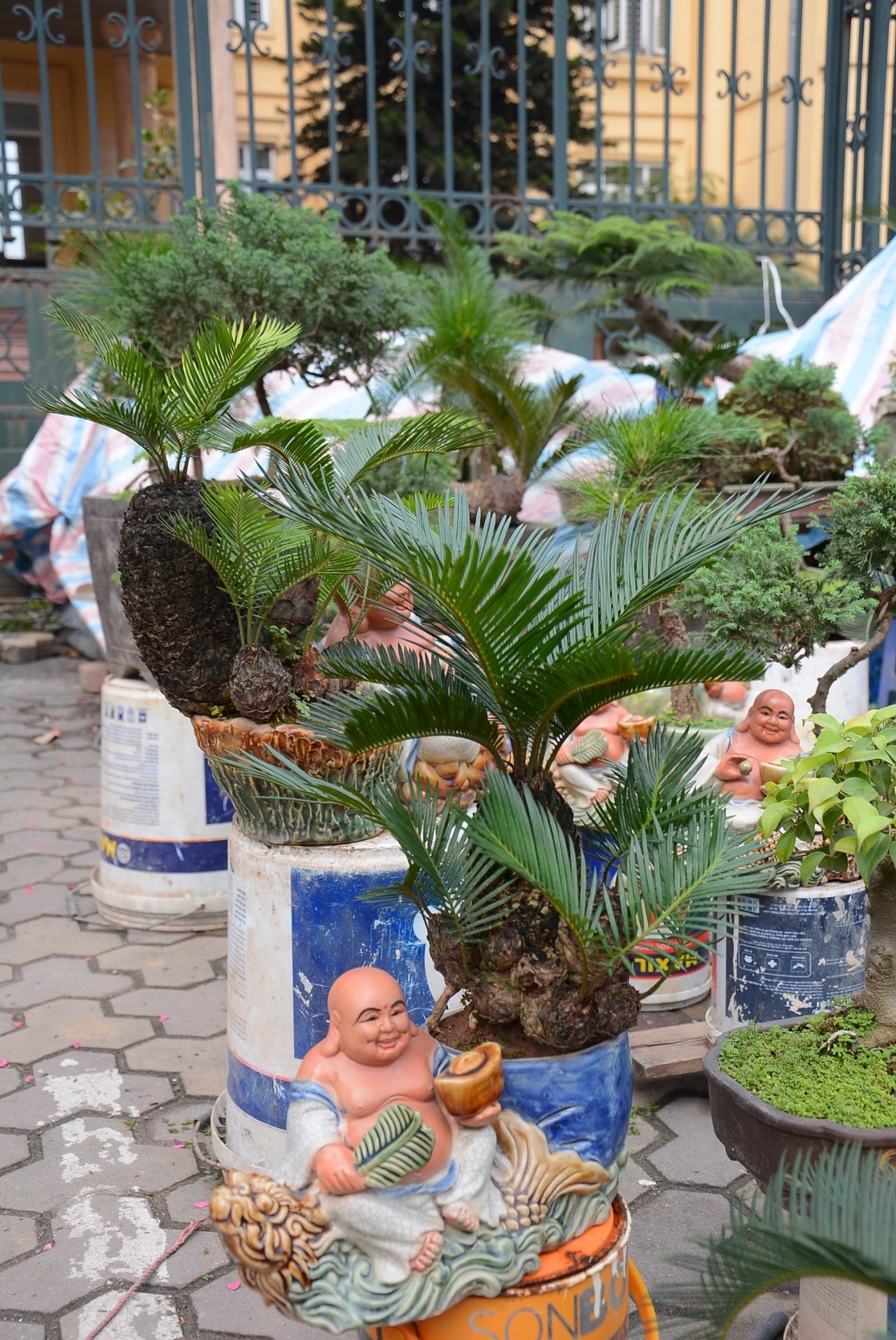 van-tue-bonsai-gia-bac-trieu-hut-khach-mua-choi-tet