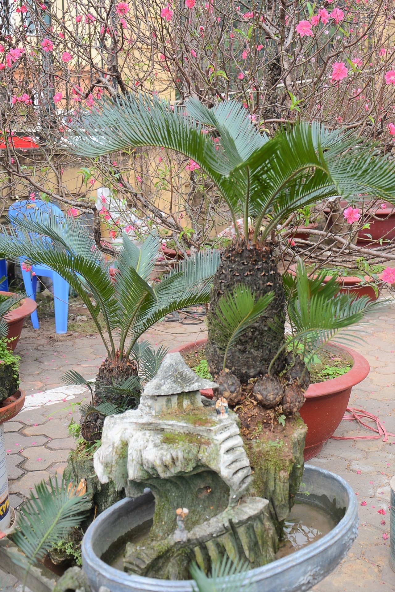 van-tue-bonsai-gia-bac-trieu-hut-khach-mua-choi-tet