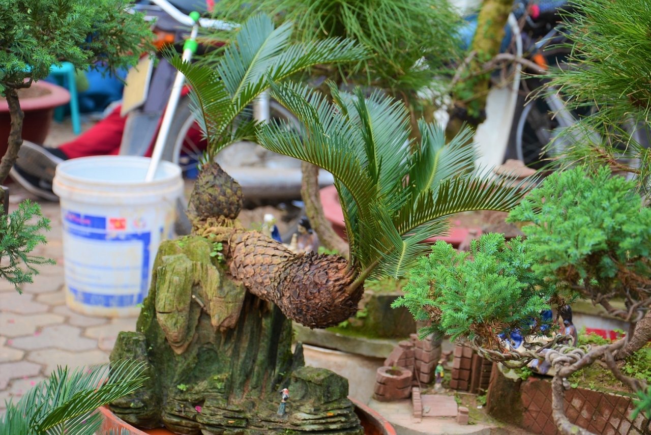 van-tue-bonsai-gia-bac-trieu-hut-khach-mua-choi-tet