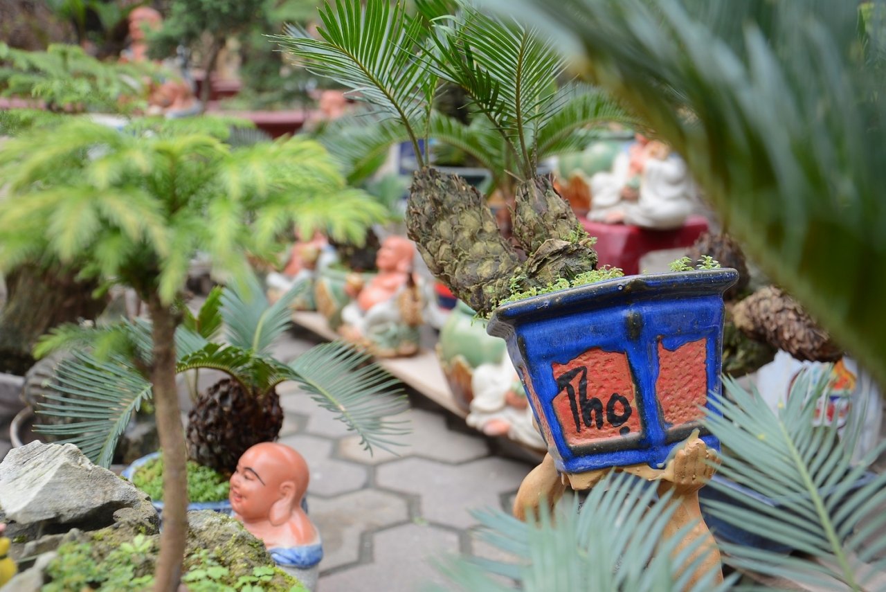 van-tue-bonsai-gia-bac-trieu-hut-khach-mua-choi-tet