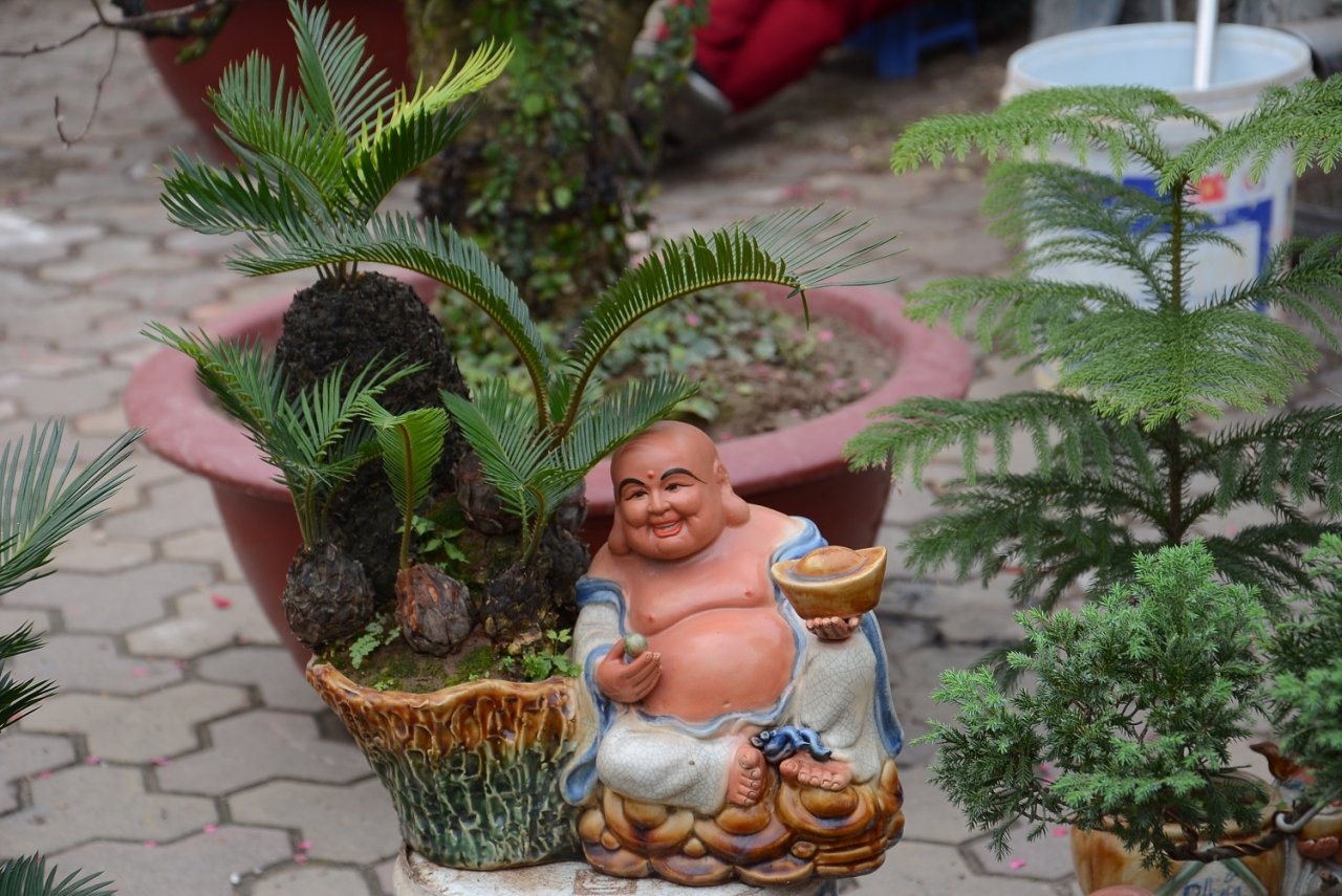 van-tue-bonsai-gia-bac-trieu-hut-khach-mua-choi-tet