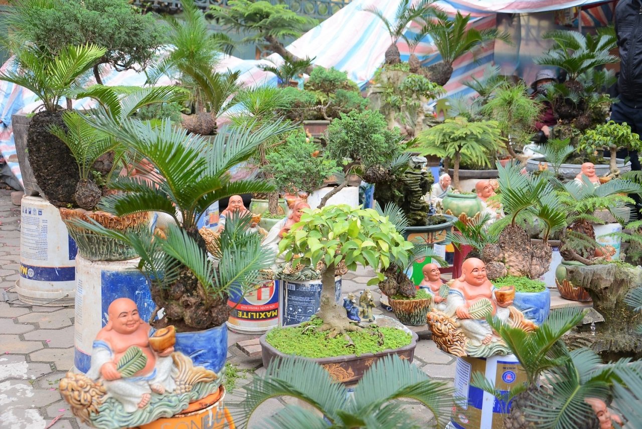 van-tue-bonsai-gia-bac-trieu-hut-khach-mua-choi-tet
