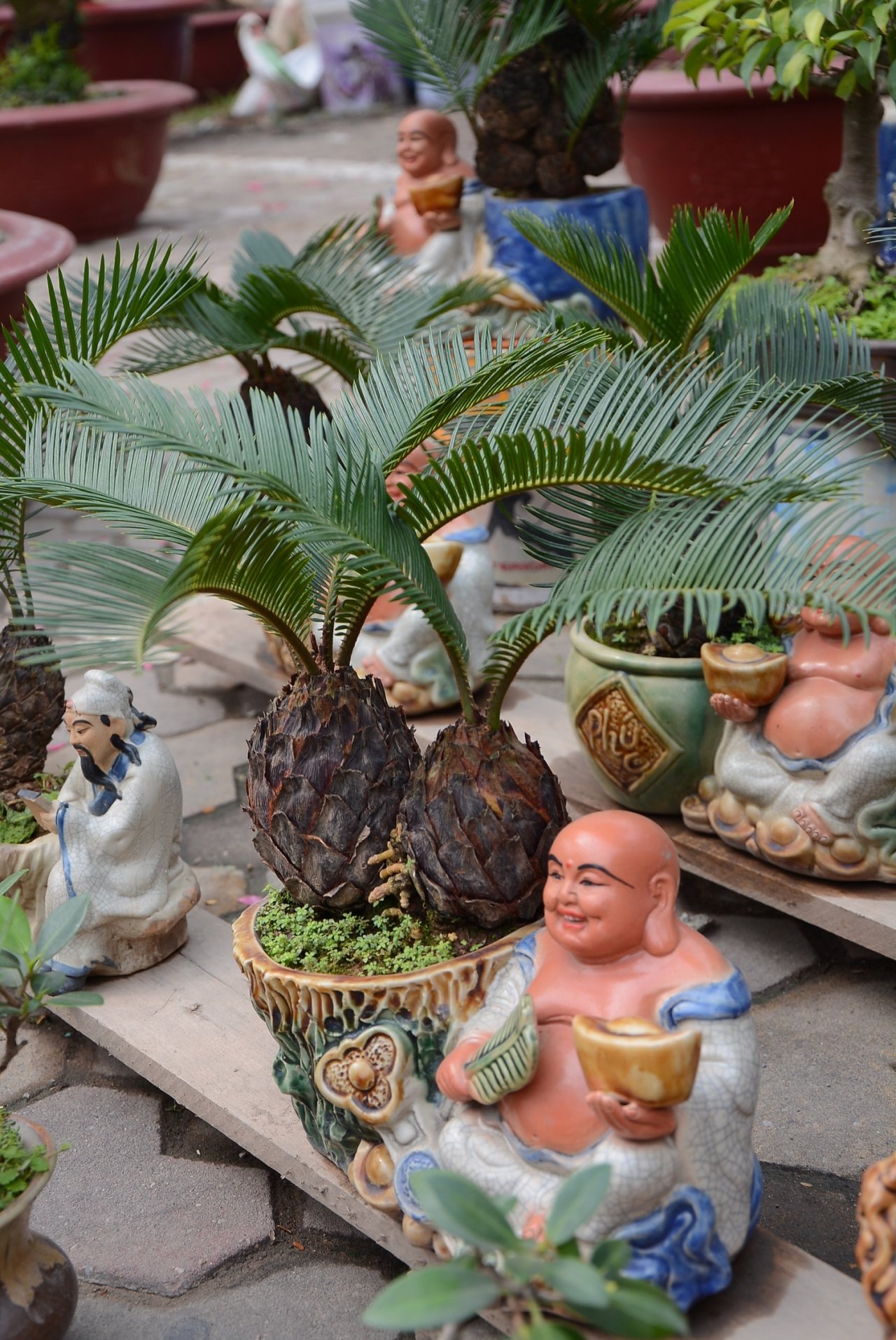 van-tue-bonsai-gia-bac-trieu-hut-khach-mua-choi-tet