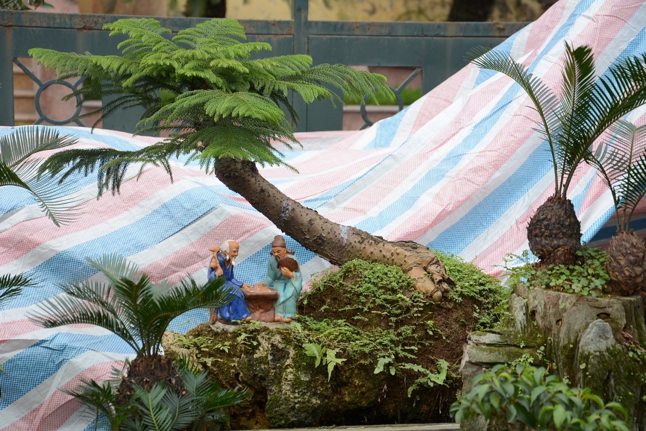 van-tue-bonsai-gia-bac-trieu-hut-khach-mua-choi-tet