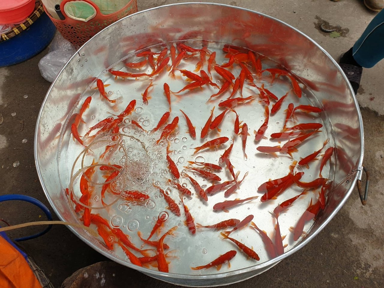 ca-chep-do-tang-gia-lien-tuc-truoc-ngay-tet-ong-cong-ong-tao