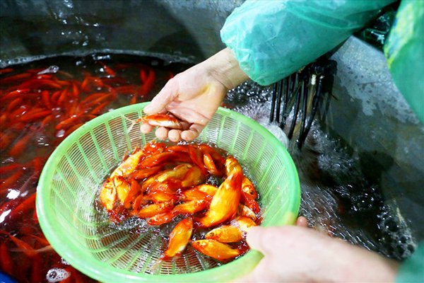 cho-ca-lon-nhat-ha-noi-ruc-vang-truoc-ngay-cung-ong-cong-ong-tao