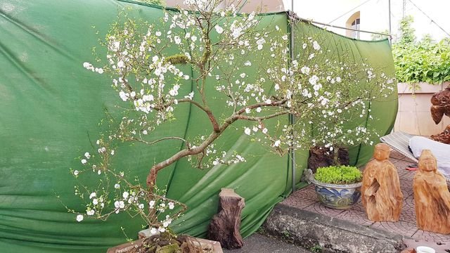Nhất chi mai khoe sắc tinh khiết, chào giá 30 triệu đồng
