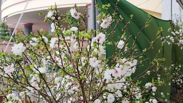 Nhất chi mai khoe sắc tinh khiết, chào giá 30 triệu đồng