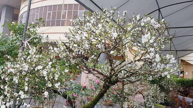 Nhất chi mai khoe sắc tinh khiết, chào giá 30 triệu đồng