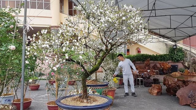 Nhất chi mai khoe sắc tinh khiết, chào giá 30 triệu đồng