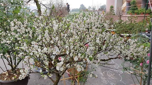 Nhất chi mai khoe sắc tinh khiết, chào giá 30 triệu đồng