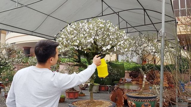 Nhất chi mai khoe sắc tinh khiết, chào giá 30 triệu đồng