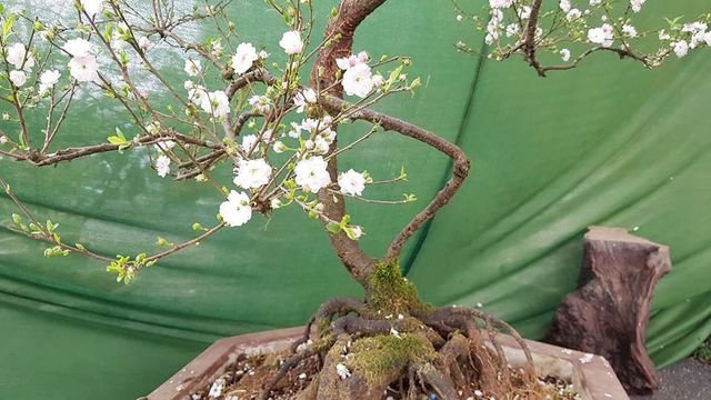 Nhất chi mai khoe sắc tinh khiết, chào giá 30 triệu đồng