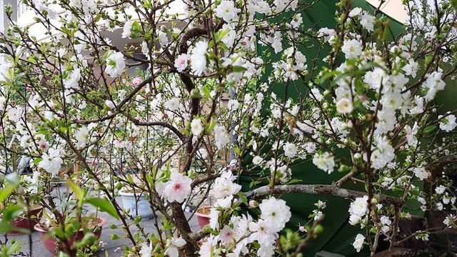 Nhất chi mai khoe sắc tinh khiết, chào giá 30 triệu đồng