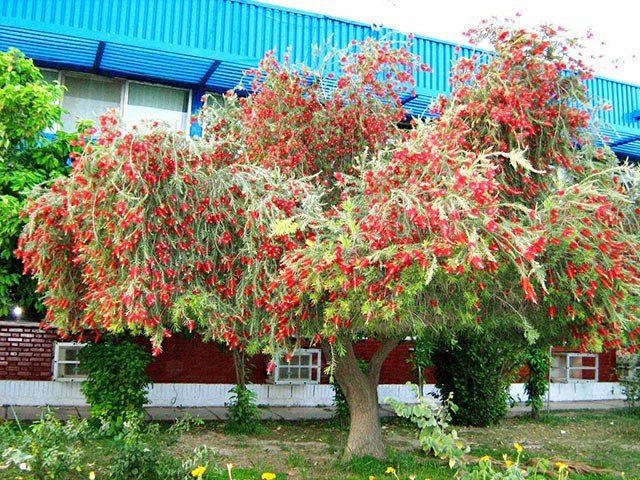 nhung-loai-cay-hoa-tranh-de-trong-nha-ngay-tet