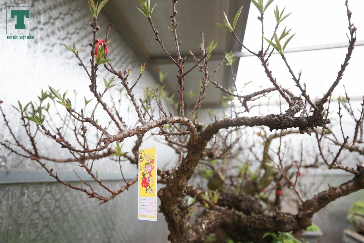 dao-that-thon-ngu-tu-lanh-no-dung-dip-tet-nao-nong-lang-nhat-tan-am-ngay-tien-ty