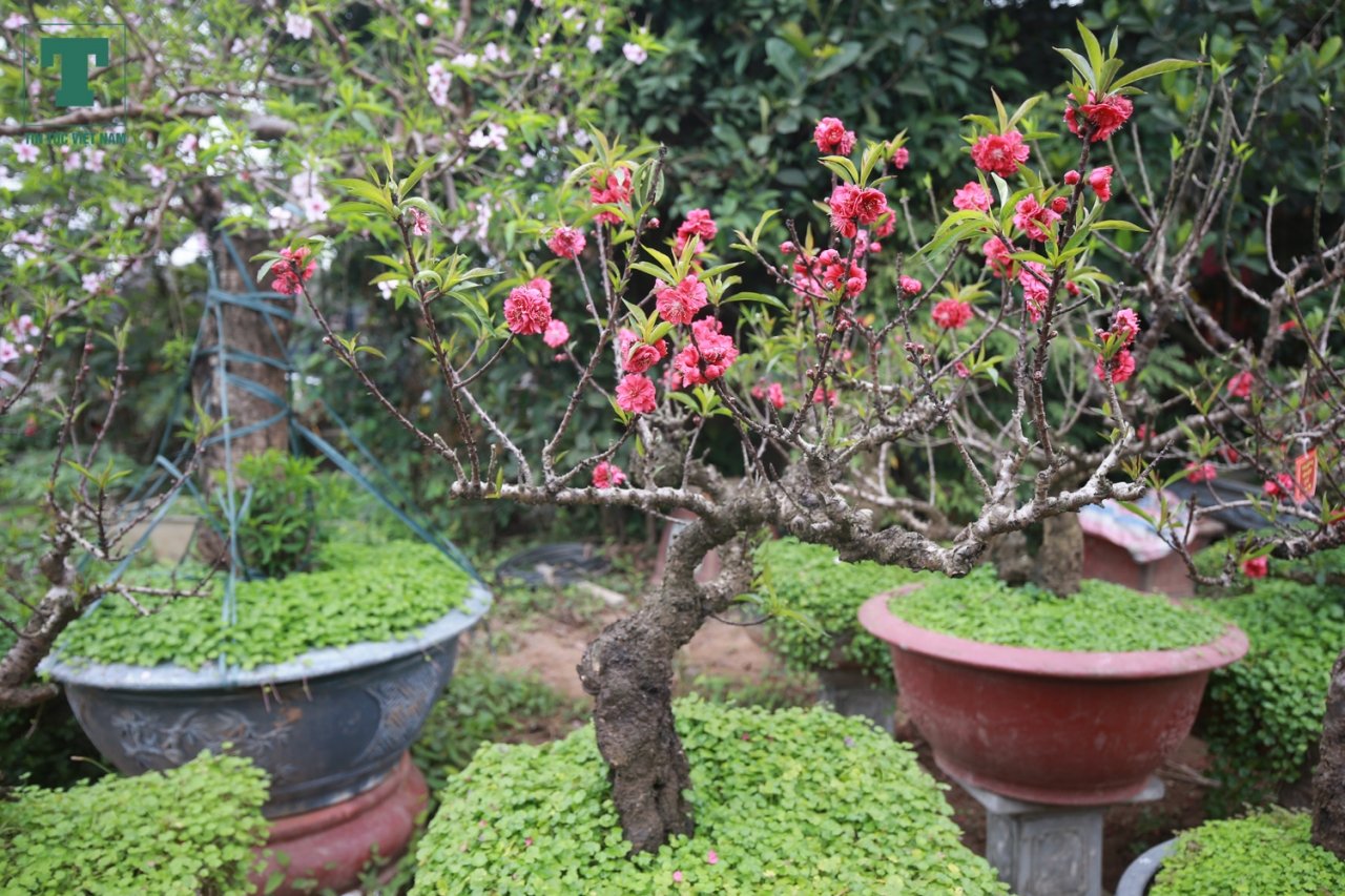 dao-that-thon-ngu-tu-lanh-no-dung-dip-tet-nao-nong-lang-nhat-tan-am-ngay-tien-ty