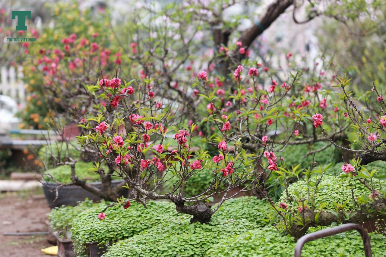 dao-that-thon-ngu-tu-lanh-no-dung-dip-tet-nao-nong-lang-nhat-tan-am-ngay-tien-ty