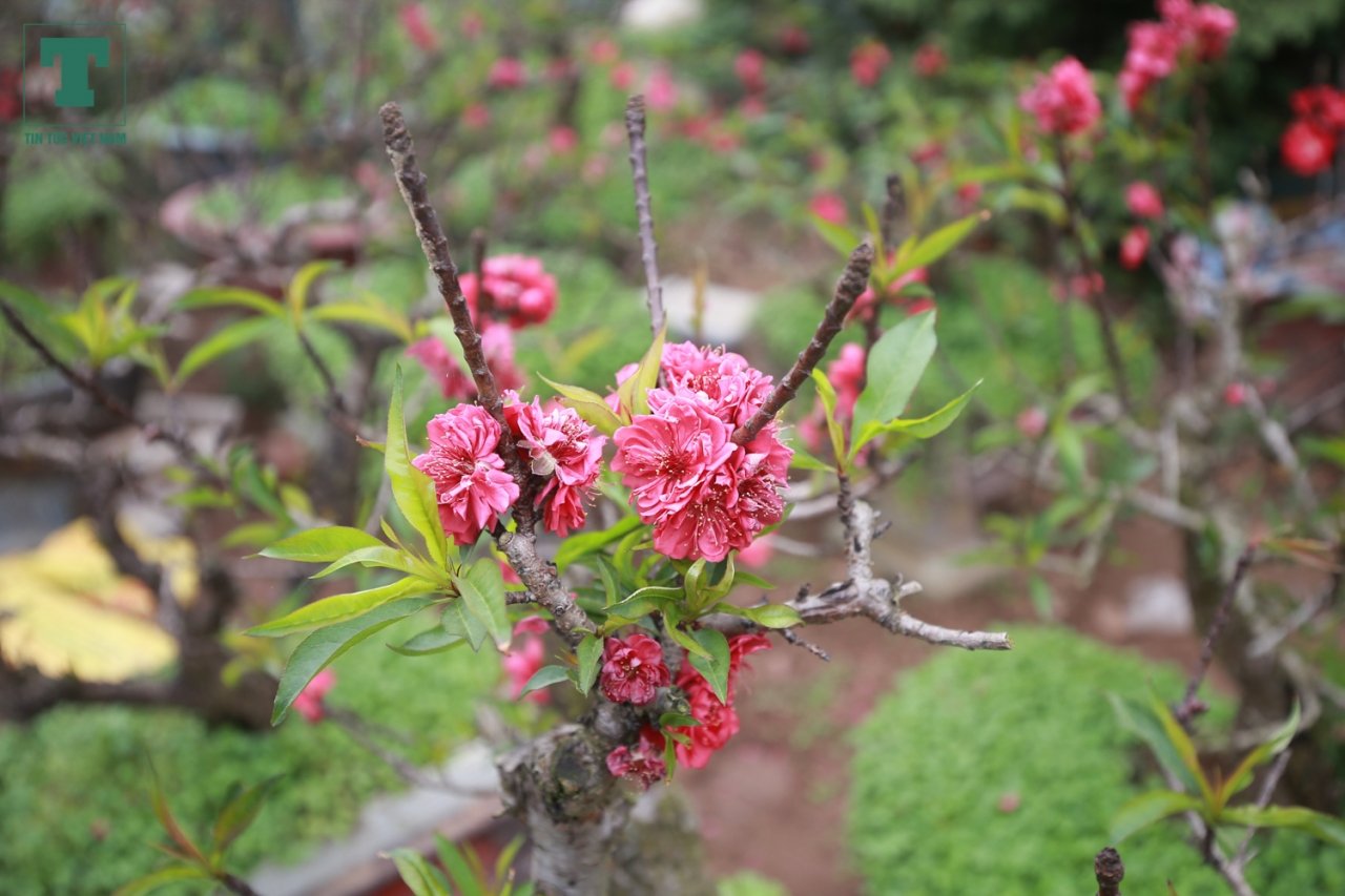 dao-that-thon-ngu-tu-lanh-no-dung-dip-tet-nao-nong-lang-nhat-tan-am-ngay-tien-ty