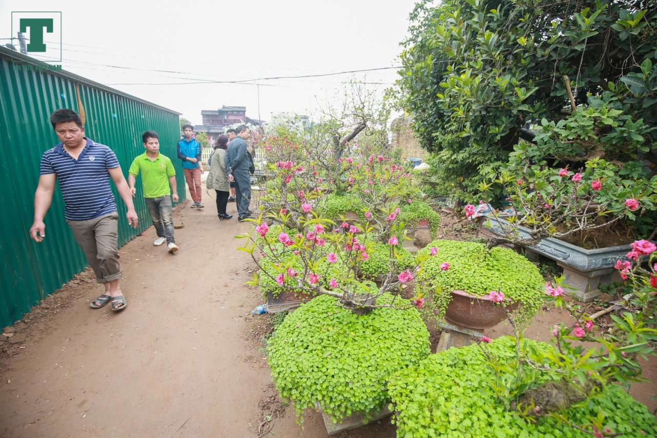 dao-that-thon-ngu-tu-lanh-no-dung-dip-tet-nao-nong-lang-nhat-tan-am-ngay-tien-ty