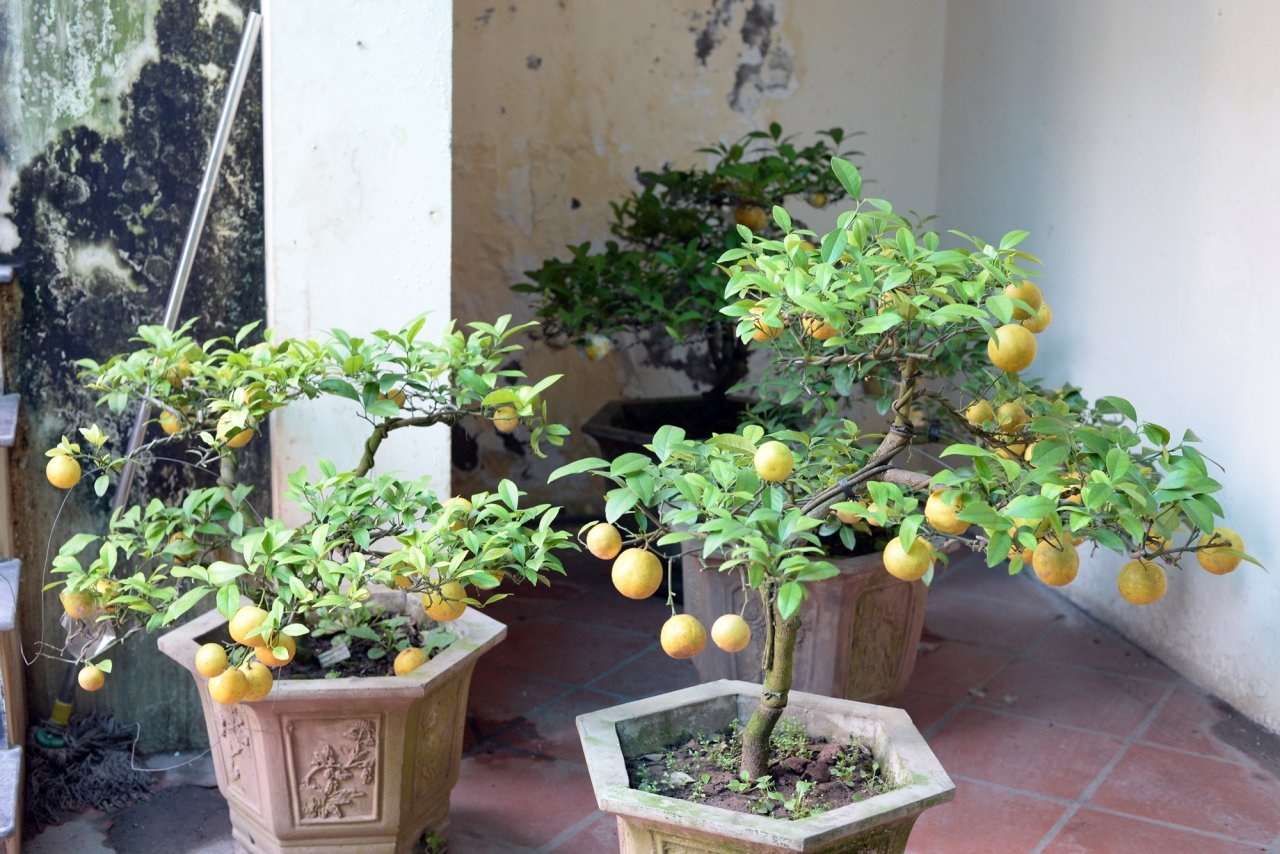 doc-dao-chanh-vang-bonsai-xuong-pho-hut-nguoi-dan-mua-choi-tet