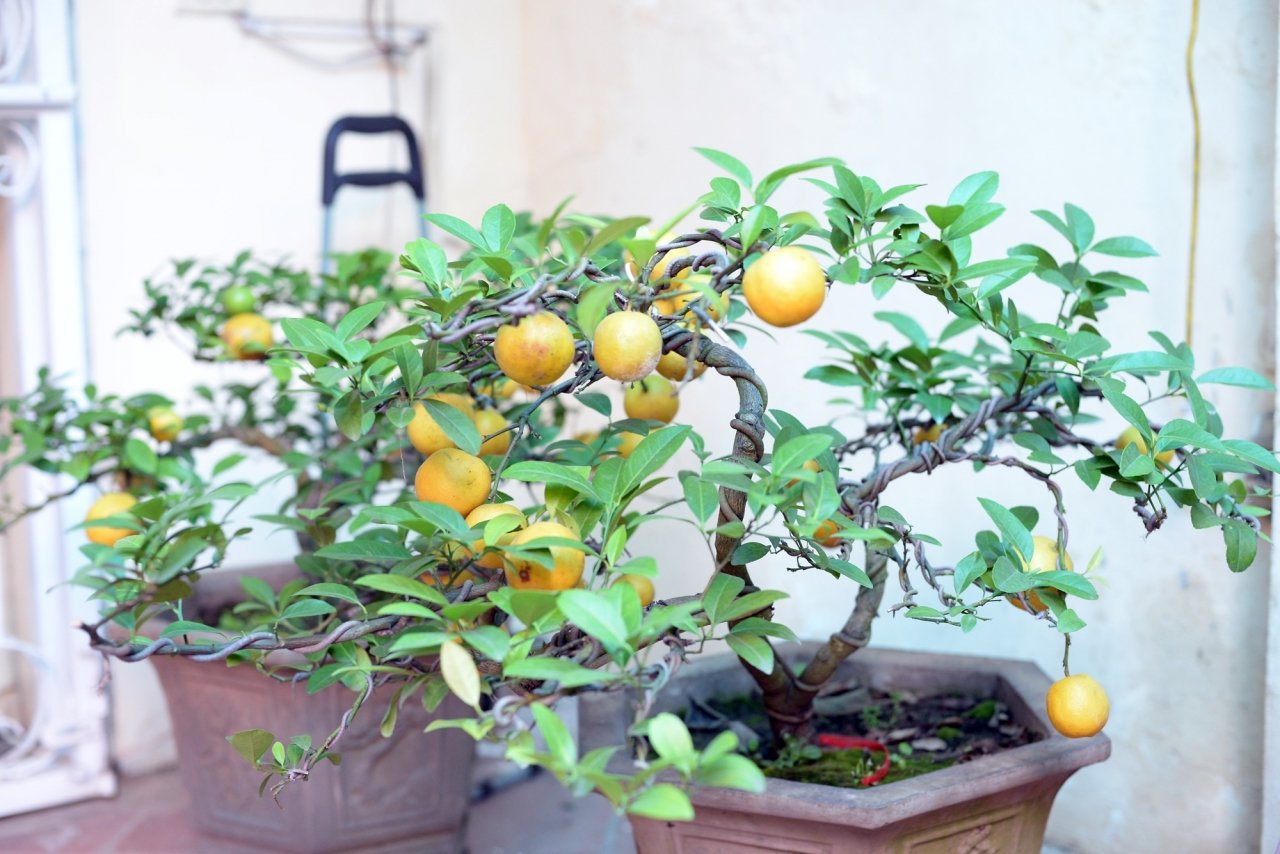 doc-dao-chanh-vang-bonsai-xuong-pho-hut-nguoi-dan-mua-choi-tet