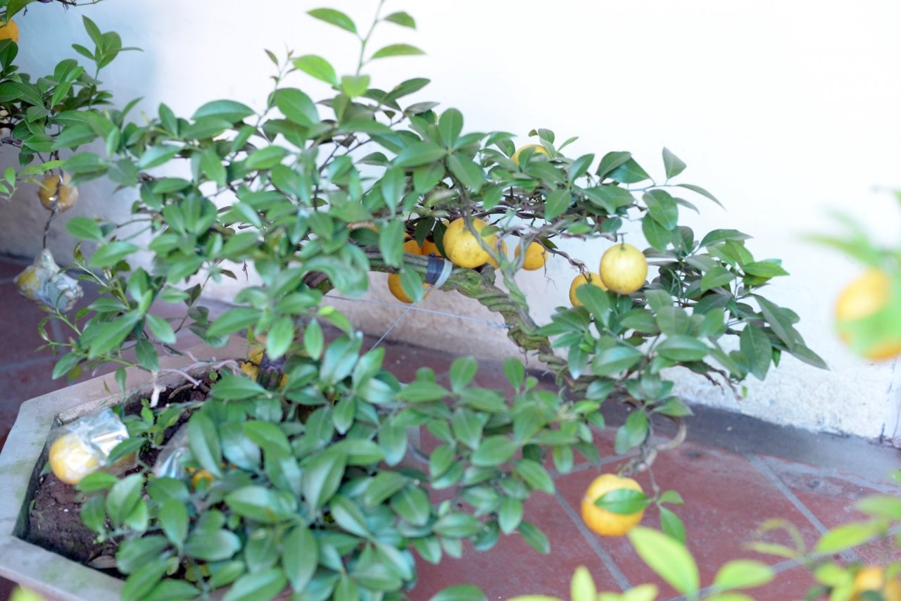 doc-dao-chanh-vang-bonsai-xuong-pho-hut-nguoi-dan-mua-choi-tet