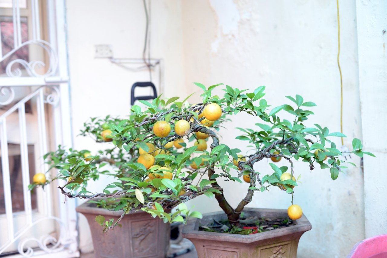 doc-dao-chanh-vang-bonsai-xuong-pho-hut-nguoi-dan-mua-choi-tet