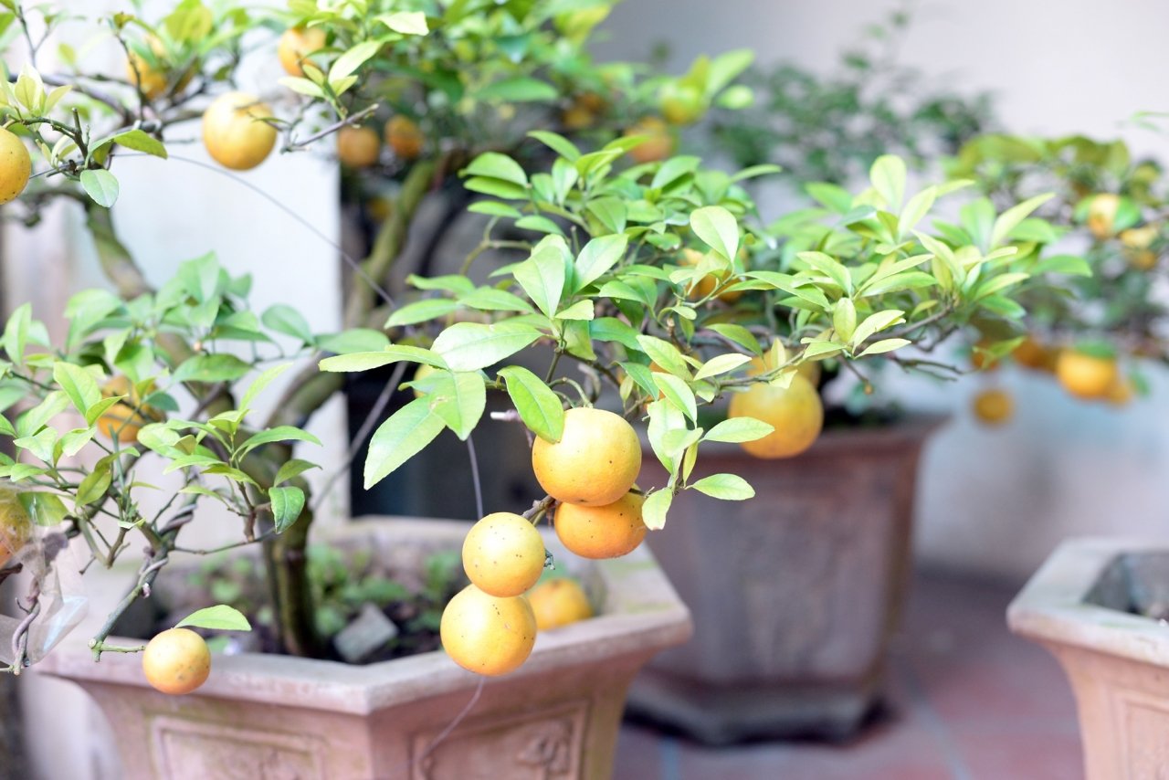 doc-dao-chanh-vang-bonsai-xuong-pho-hut-nguoi-dan-mua-choi-tet