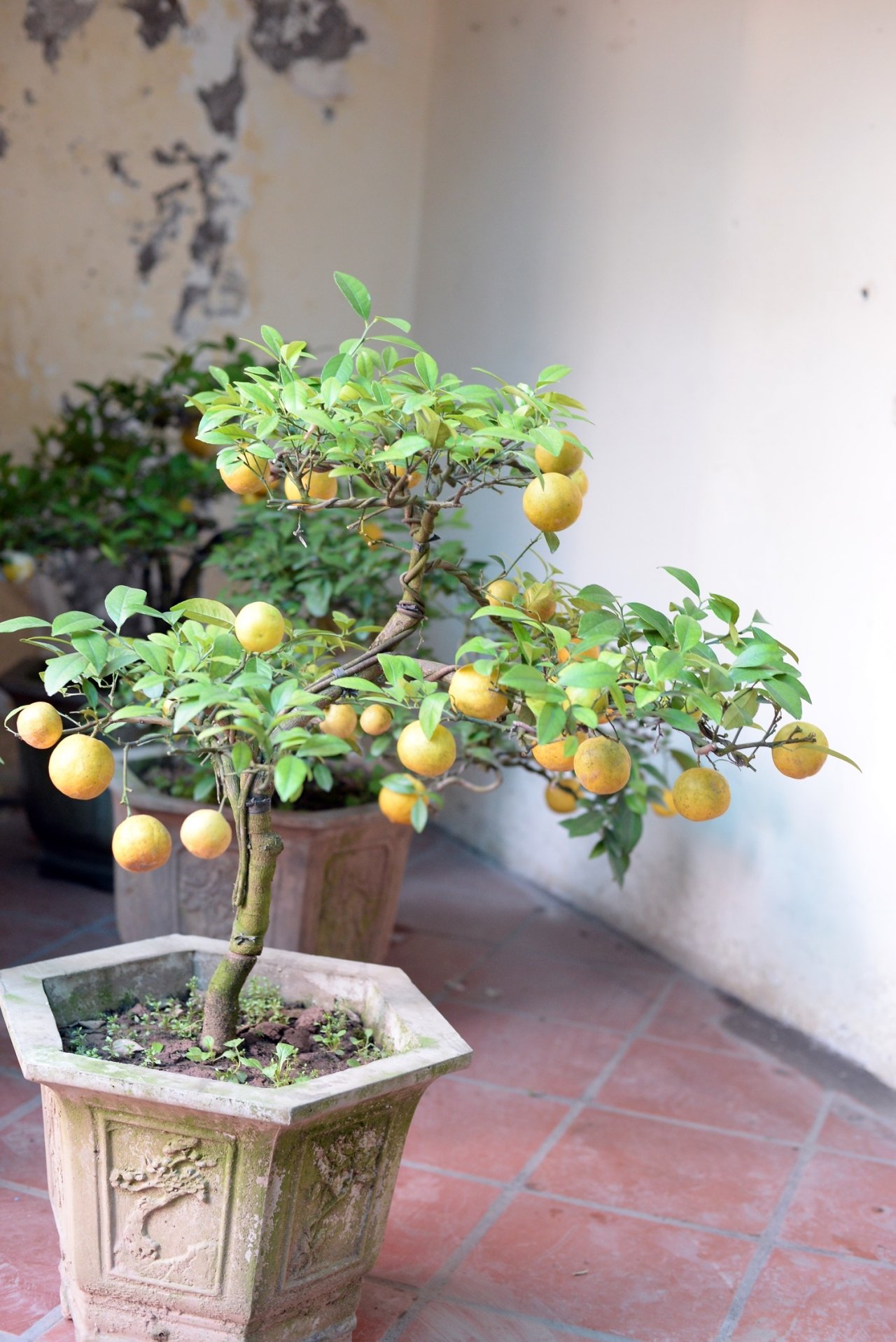 doc-dao-chanh-vang-bonsai-xuong-pho-hut-nguoi-dan-mua-choi-tet