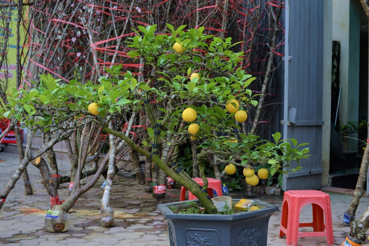 doc-dao-chanh-vang-bonsai-xuong-pho-hut-nguoi-dan-mua-choi-tet