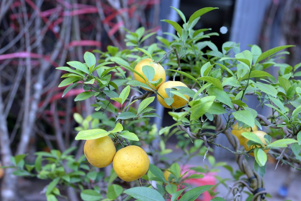 doc-dao-chanh-vang-bonsai-xuong-pho-hut-nguoi-dan-mua-choi-tet